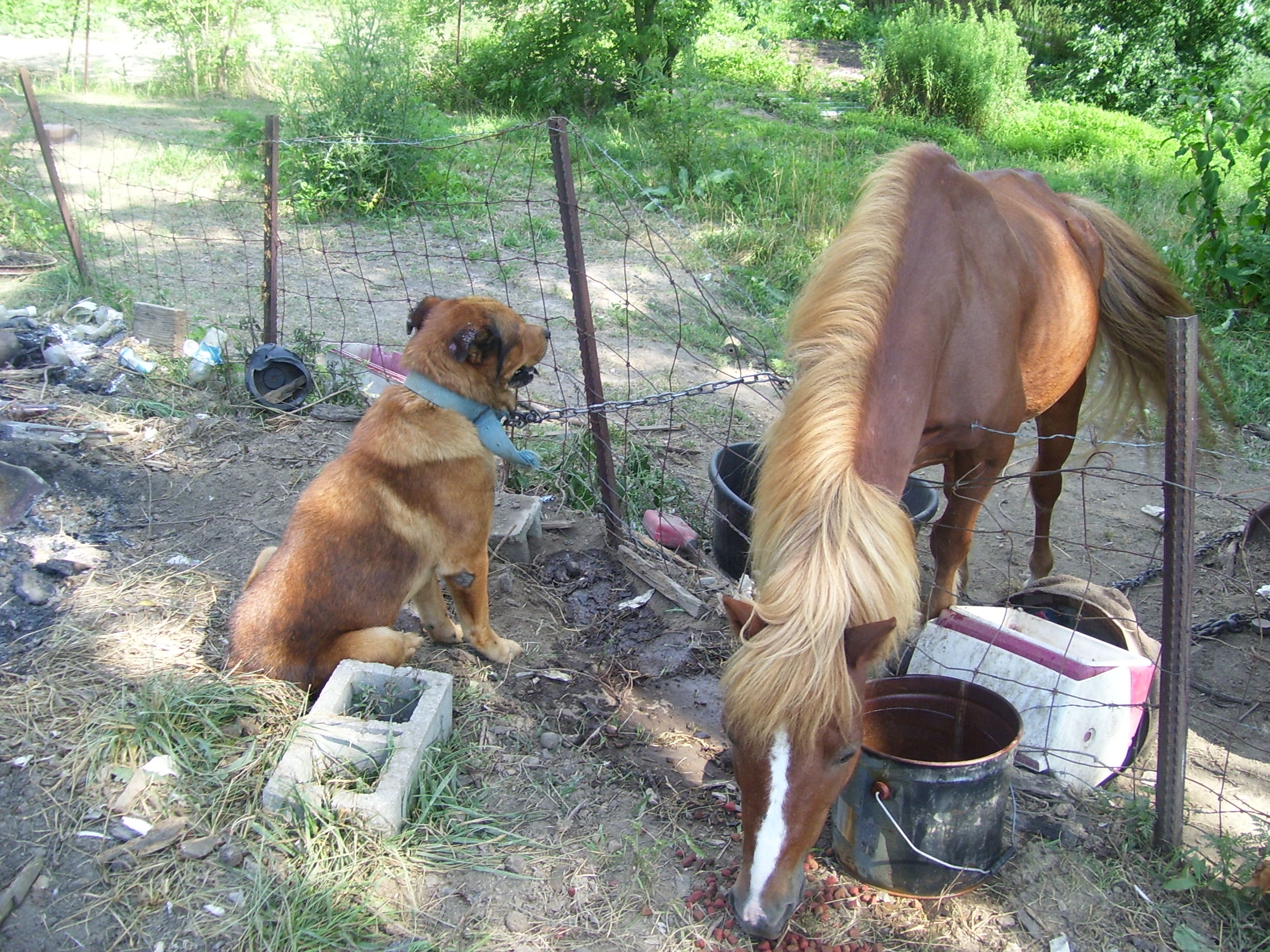 AnimalsHorseDog041.jpg